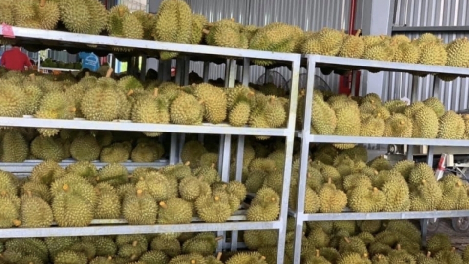 Vietnam’s first batch of frozen durian heads to China